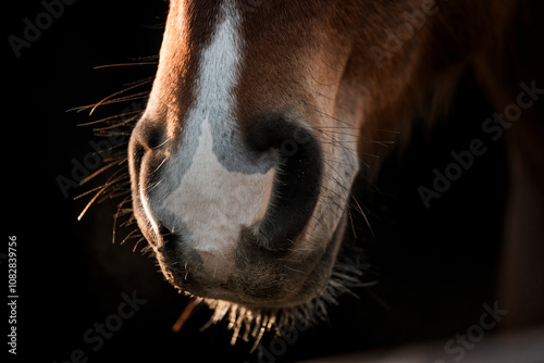 Fototapeta Naklejka Na Ścianę i Meble -  horse nose snout nostril detail close animal equine pont
