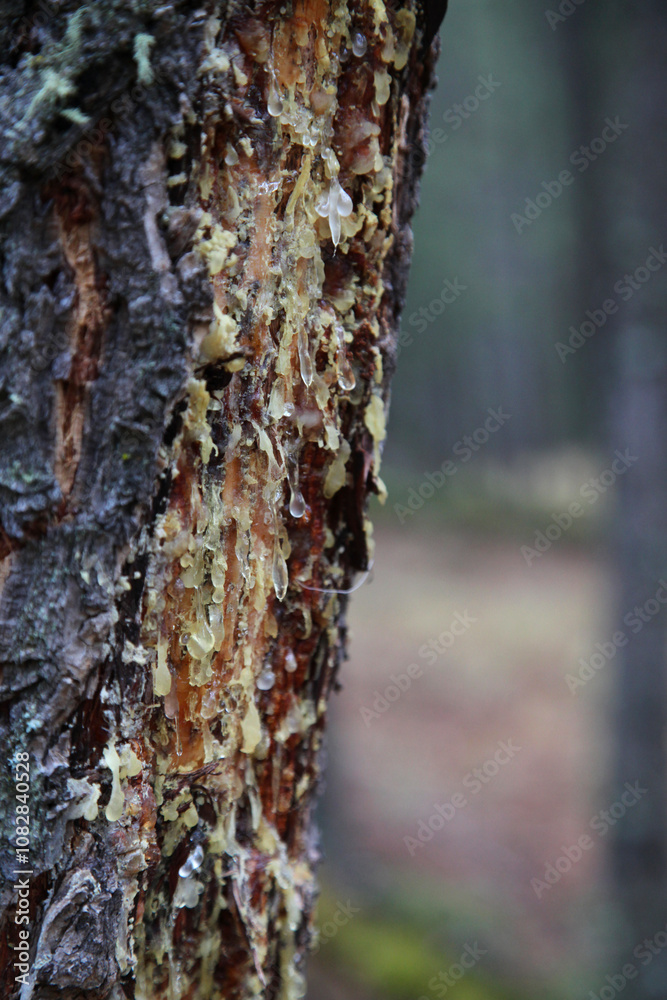 drops of resin flow down the trunk of a spruce tree, Alberta, Canada, North America drops of resin flow down the trunk of a spruce tree, Alberta, Canada, North America