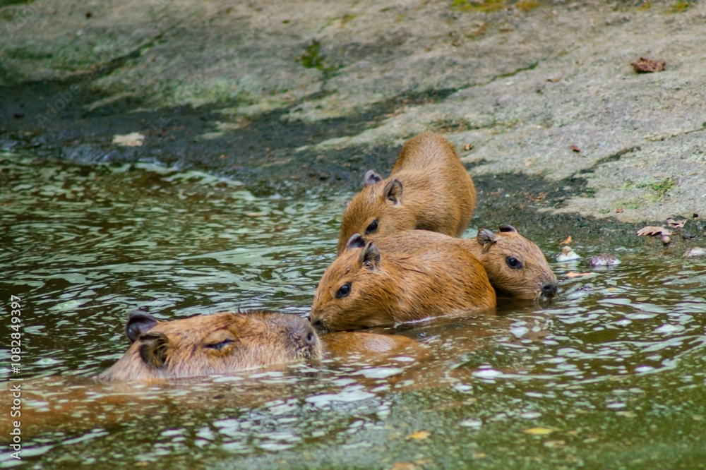 A group of capybaras in a pond, with young ones standing in the water and an adult submerged, leaving only its head above. A group of capybaras in a pond, with young ones standing in the water and an adult submerged, leaving only its head above.