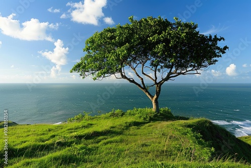 Solitary Tree on a Grassy Cliff Overlooking the Ocean