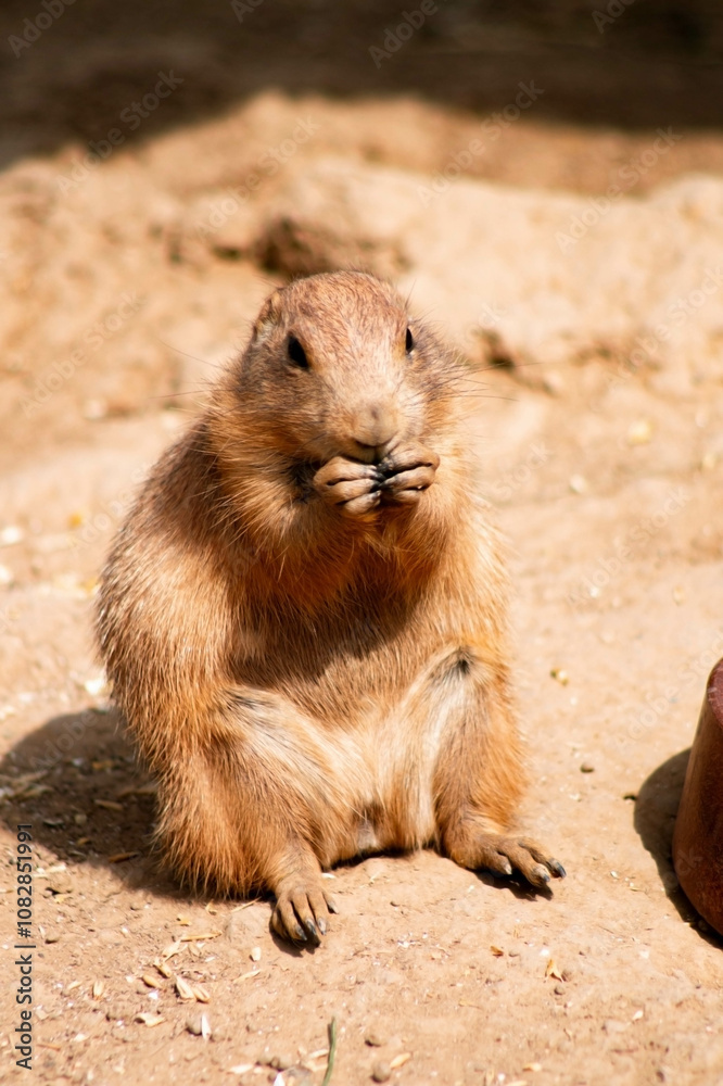 A meadow vole sitting on the ground, focused on eating. Its fluffy brown fur and large black eyes are visible A meadow vole sitting on the ground, focused on eating. Its fluffy brown fur and large black eyes are visible
