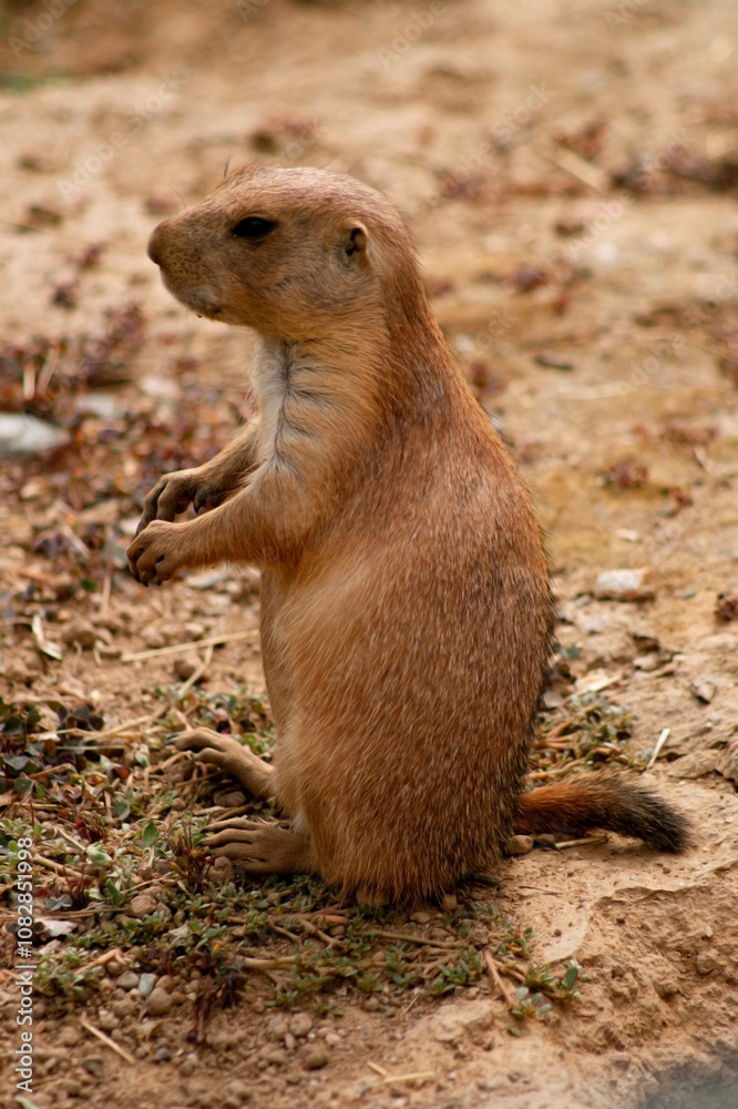 A meadow vole standing on its hind legs amidst rocks and grass. Its brown fur and large black eyes are clearly visible A meadow vole standing on its hind legs amidst rocks and grass. Its brown fur and large black eyes are clearly visible