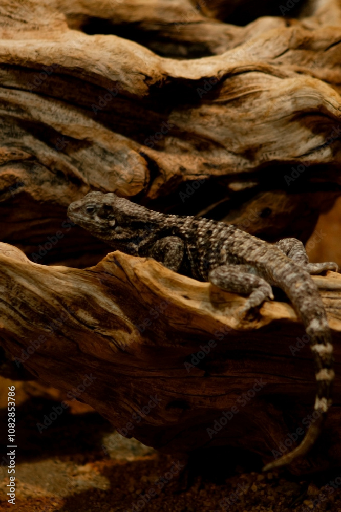 a lizard sitting on a piece of driftwood. Its gray, scaly skin provides excellent camouflage, blending seamlessly with the texture of the wood. a lizard sitting on a piece of driftwood. Its gray, scaly skin provides excellent camouflage, blending seamlessly with the texture of the wood.