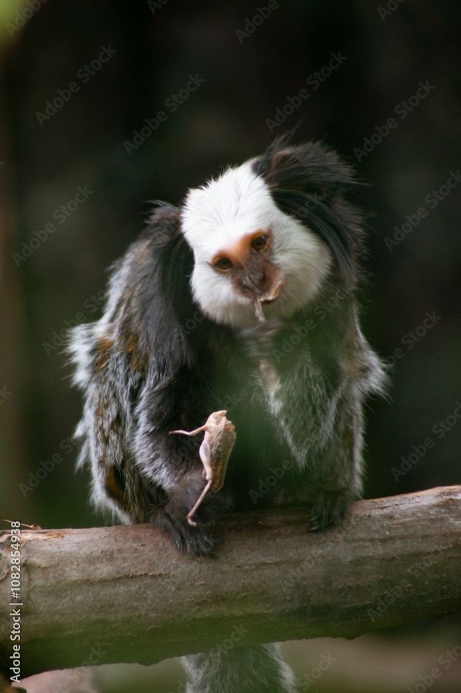 A marmoset with a fluffy black and white coat focuses on a small piece of food, perched on a branch. A marmoset with a fluffy black and white coat focuses on a small piece of food, perched on a branch.