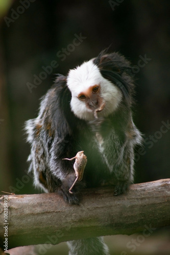 A marmoset with a fluffy black and white coat focuses on a small piece of food, perched on a branch.