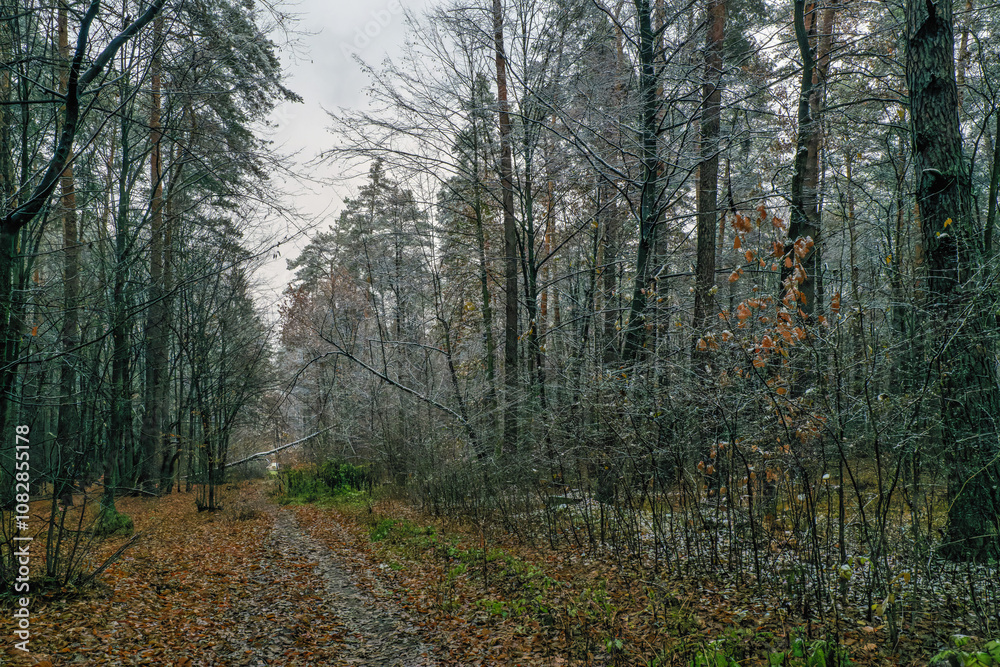 forest in autumn, first snow