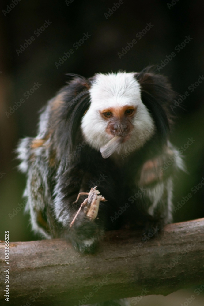 A monkey with distinctive white fur on its head and dark, shaggy body sits on a branch, nibbling on a small rodent. Its curious expression and relaxed posture blend with the blurred A monkey with distinctive white fur on its head and dark, shaggy body sits on a branch, nibbling on a small rodent. Its curious expression and relaxed posture blend with the blurred