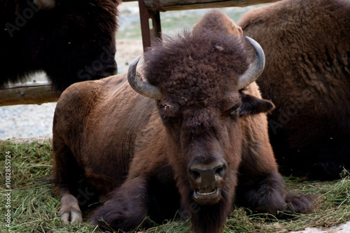 A bison rests on the grass, showcasing its robust build and thick, shaggy fur. Its horns curve upward, framing the face