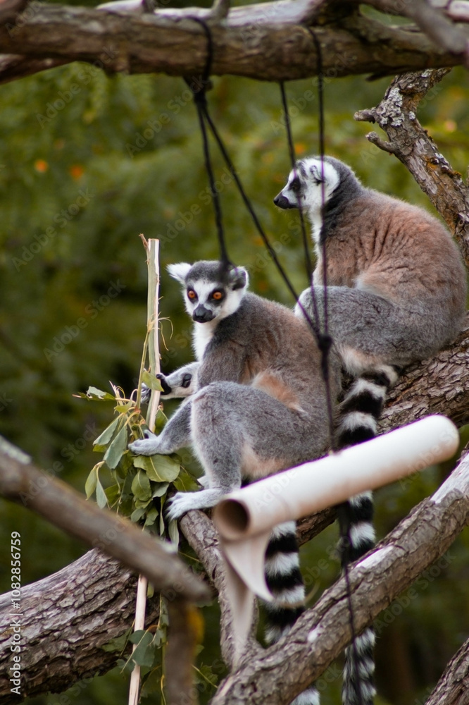 Two ring-tailed lemurs sit on a thick tree branch, one foraging for leaves while the other observes. Their gray and black fur and striped tails stand out against the lush greenery and rough tree bark Two ring-tailed lemurs sit on a thick tree branch, one foraging for leaves while the other observes. Their gray and black fur and striped tails stand out against the lush greenery and rough tree bark