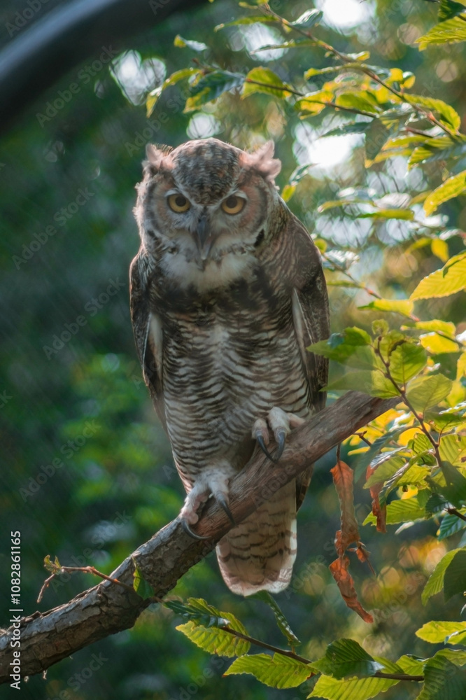 a close-up of an owl perched on a branch, its mottled brown and white feathers adding texture and depth to its appearance. a close-up of an owl perched on a branch, its mottled brown and white feathers adding texture and depth to its appearance.
