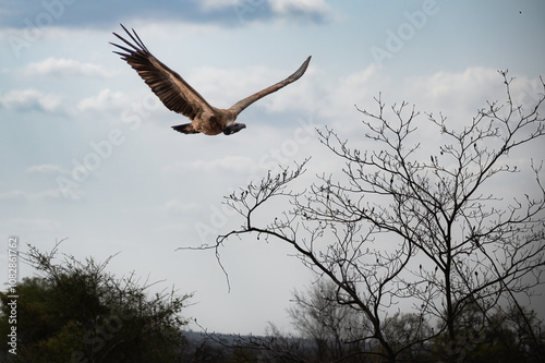 White Backed vultures gliding down to descend onto a carcass