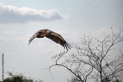 Obraz na plátne White Backed vulture circling to descend on a kill