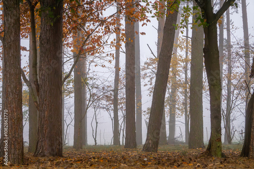 magical autumn deciduous coniferous forest in the morning. autumn in the forest, yellow leaves lying on the forest floor. photo