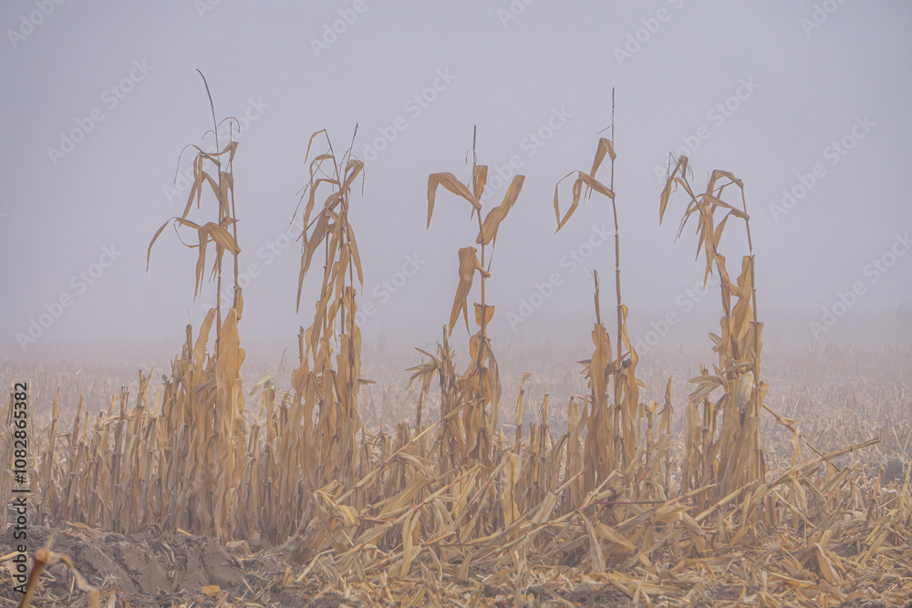 Obraz premium stubble, field after corn cultivation in autumn on a foggy cold damp day. dried corn in the field.