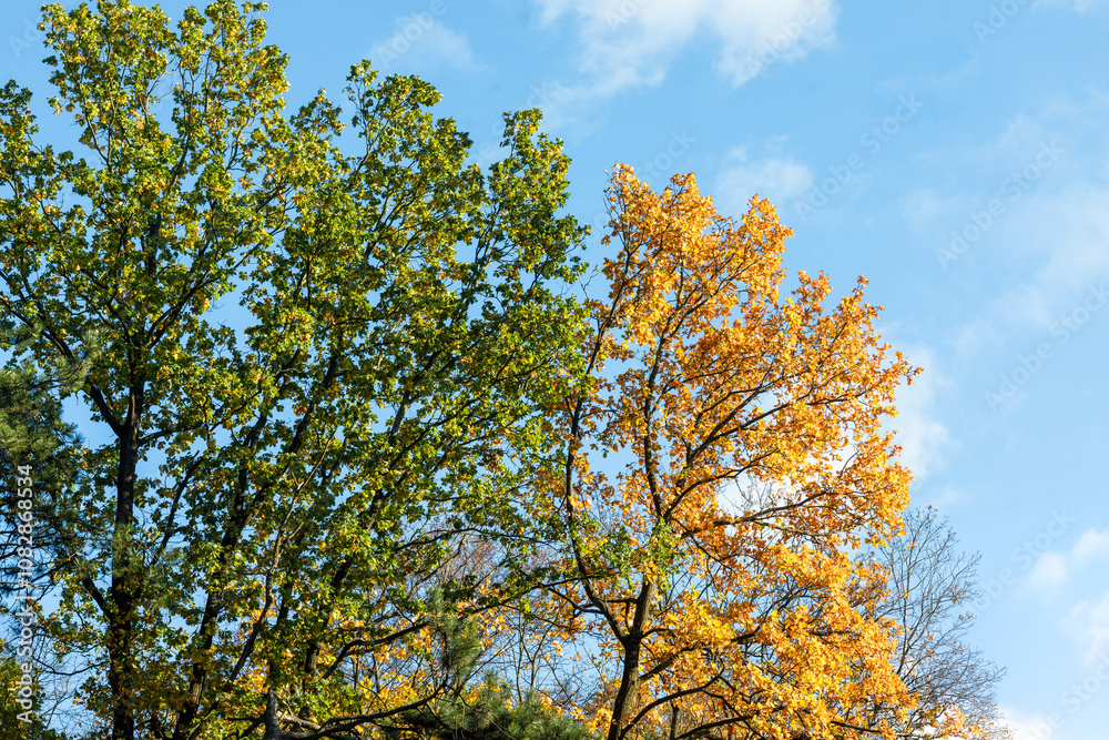 Transition of Seasons: Green and Yellow Autumn Trees Under Blue Sky Transition of Seasons: Green and Yellow Autumn Trees Under Blue Sky
