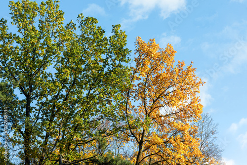 Transition of Seasons: Green and Yellow Autumn Trees Under Blue Sky