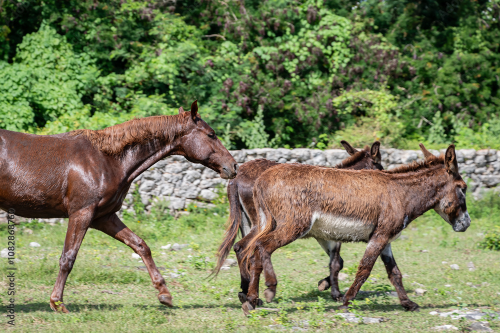 Horse in a field walks behind two donkeys Horse in a field walks behind two donkeys