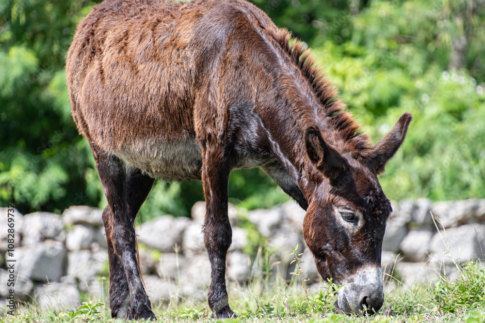 Donkey grazing on a sunny day Donkey grazing on a sunny day