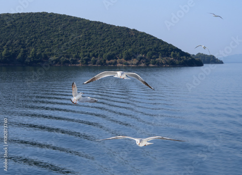 Sea gulls in the Ionian Sea in Greece