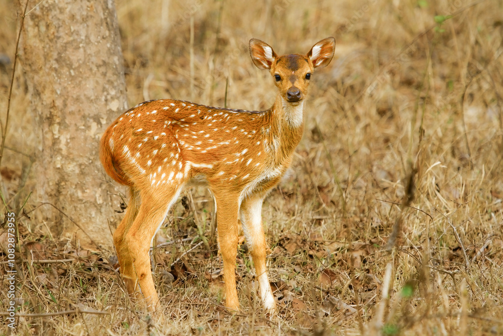 Image of spotted deer in natural habitat. Image of spotted deer in natural habitat.