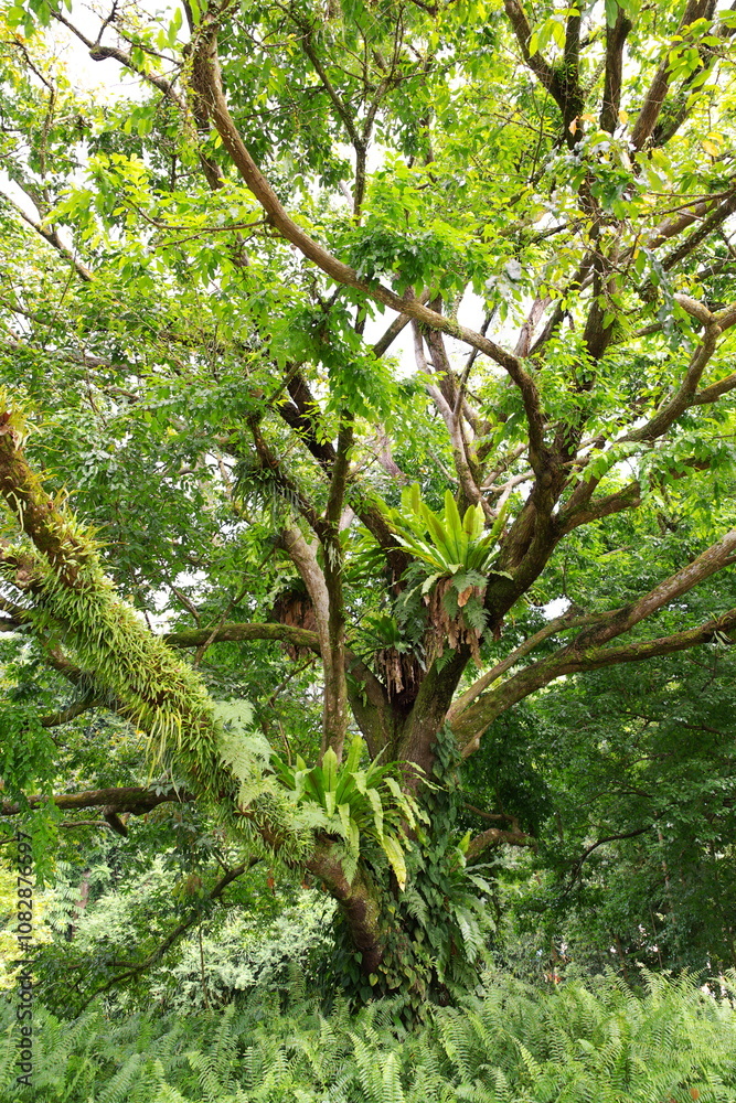 Fototapeta premium Tropischer Baum mit Schmatotzerpflanzen