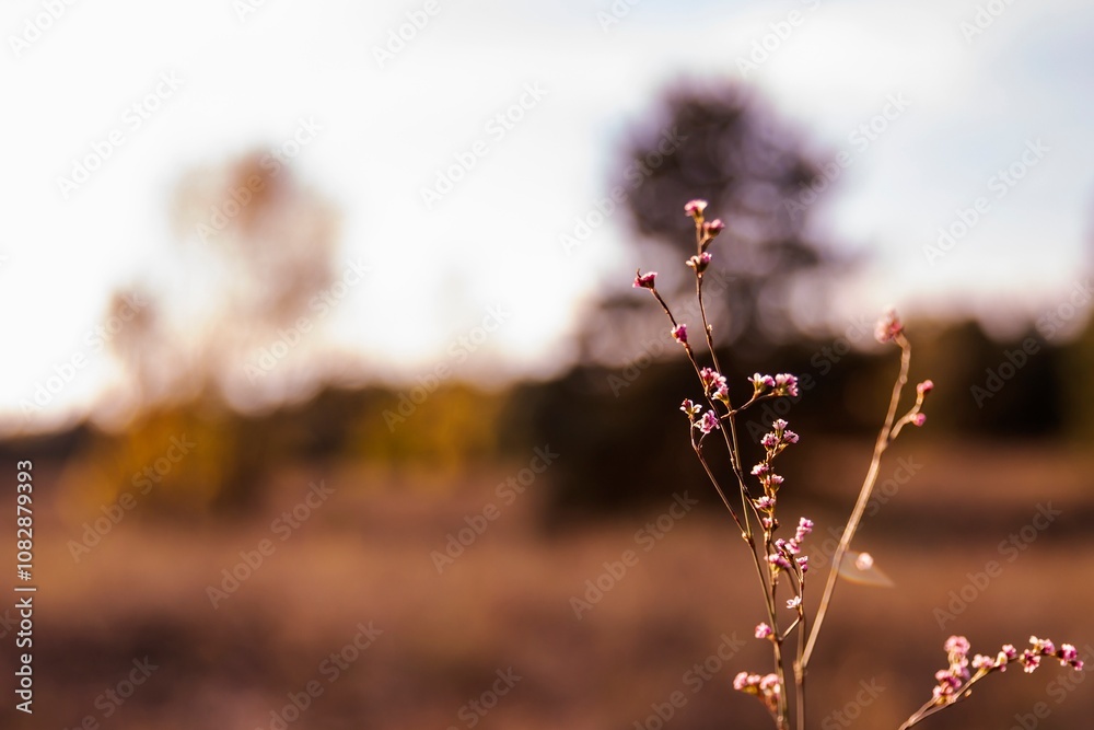Wild grass with small flowers against a blurred autumn landscape in golden tones Wild grass with small flowers against a blurred autumn landscape in golden tones