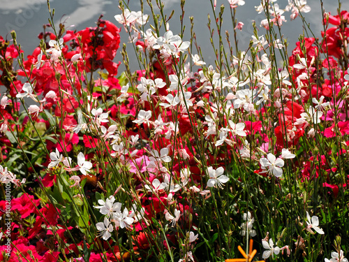Multicolour flower bed with white Gaura lindheimeri in a garden