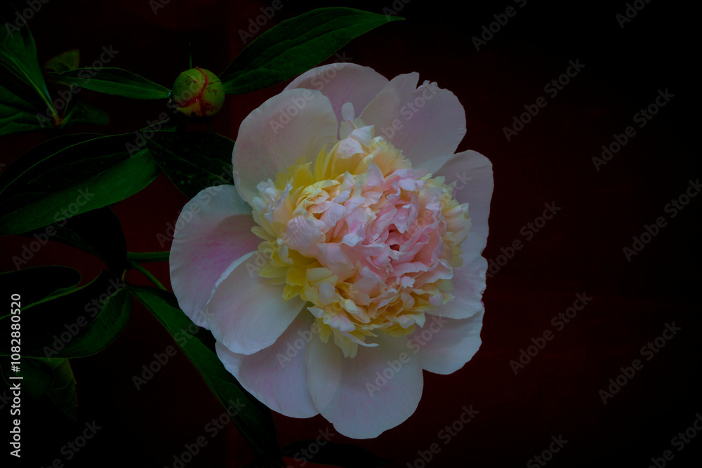 peony flower growing on a black background