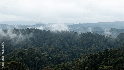 Majestic rainforest canopy shrouded in swirling mist