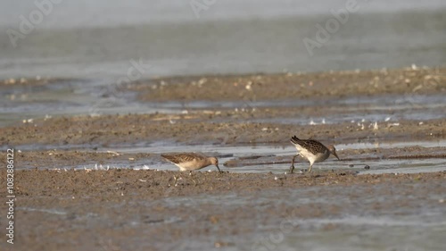 Two sandpipers run through the mud. The ruff (Calidris pugnax) is a medium-sized wading bird that breeds in marshes and wet meadows across northern Eurasia.
