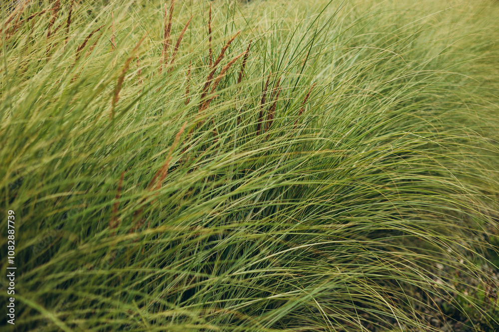 Calamagrostis arundinacea at sunset field. Bushgrass grass inflorescence. Herb garden with ornamental grasses in autumn. Dry reeds boho style. High quality photo