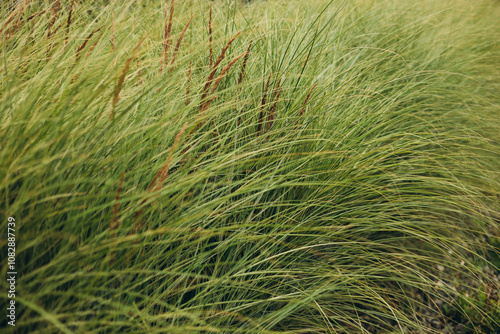 Obraz na płótnie Calamagrostis arundinacea at sunset field. Bushgrass grass inflorescence. Herb garden with ornamental grasses in autumn. Dry reeds boho style. High quality photo w salonie