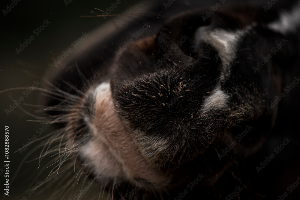 horse nose snout muzzle pretty detail close equine pretty soft horse nose snout muzzle pretty detail close equine pretty soft