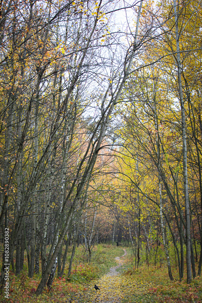 Fototapeta premium Autumn forest, trees with colorful leaves