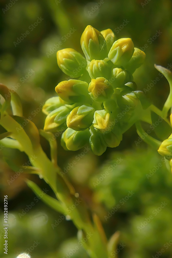 Yellow aeonium flowers opening up in the sun Yellow aeonium flowers opening up in the sun
