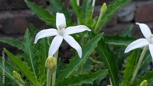 Star of Bethlehem also called Hippobroma longiflora, or madamfate is a flowering plant in the Campanulaceae family. picture taken in the garden photo
