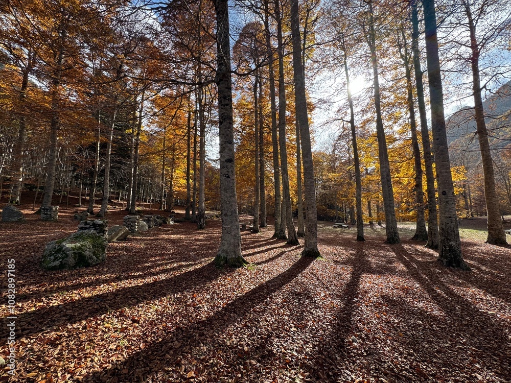 Fototapeta premium Hayedo abetal pirenaico en otoño