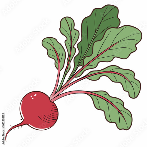 illustration of radish