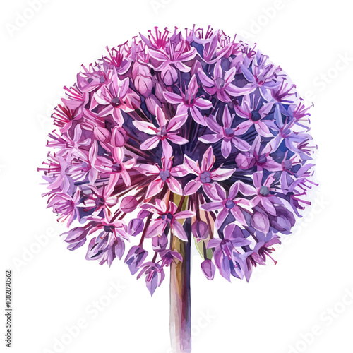 A watercolor of Giant Allium flower, isolated on a white background. Giant Allium vector.