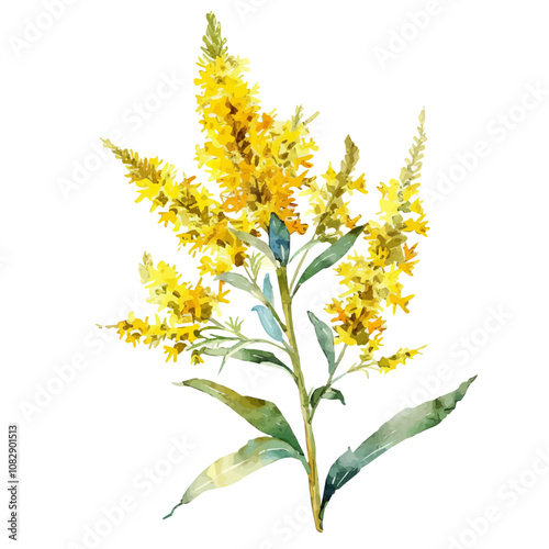 A watercolor vector of Goldenrod flower, isolated on a white background. Goldenrod vector.