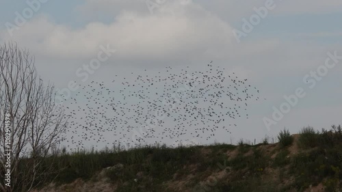 A huge flock of birds flies across the sky. Flocking is the behavior exhibited when a group of birds, called a flock, are foraging or in flight.