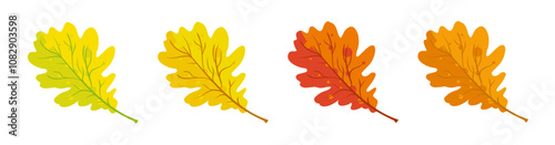 Autumn oak leaves yellow red and orange - vector illustration