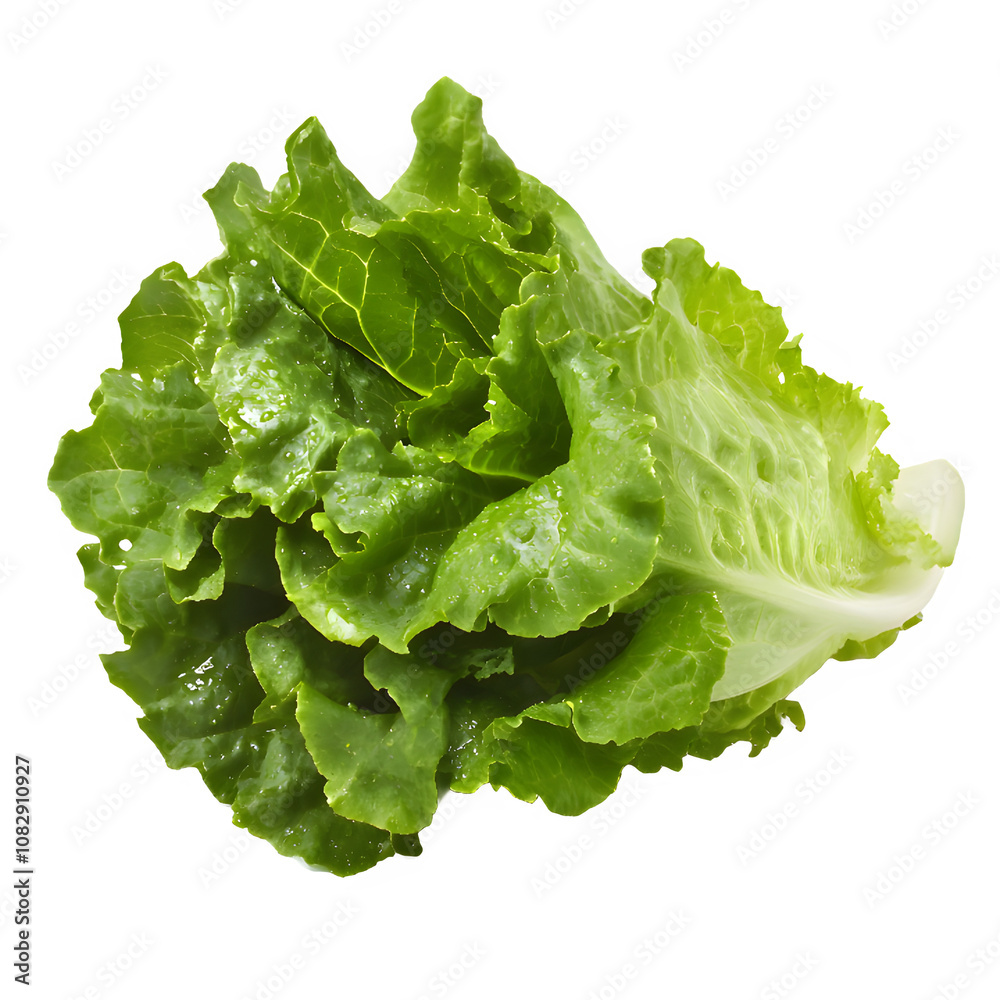 green lettuce salad isolated on transparent background green lettuce salad isolated on transparent background