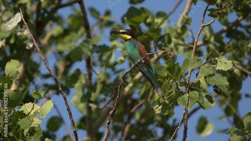 A beautiful multi-colored bird swings on a branch with a bee in its beak. Close-up. The European bee-eater (Merops apiaster) is a near passerine bird in the bee-eater family, Meropidae.
