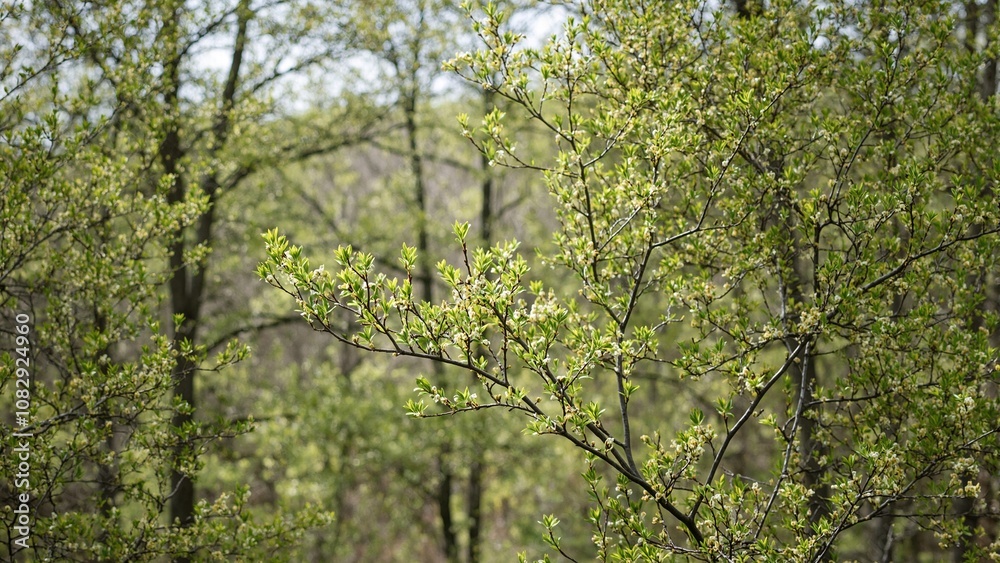 Vibrant spring forest with blooming flowers and new leaves Vibrant spring forest with blooming flowers and new leaves