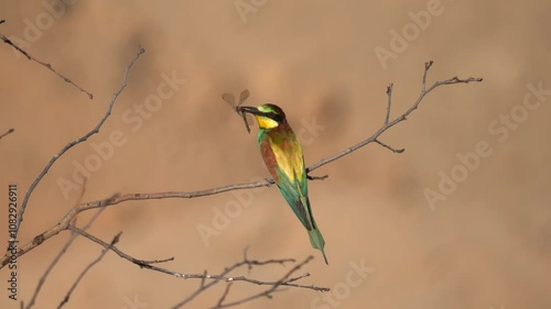 A multi-colored bird swings on a branch with a dragonfly in its beak. Close-up. Sand-colored background. The European bee-eater (Merops apiaster) is a near passerine bird in the bee-eater family.
