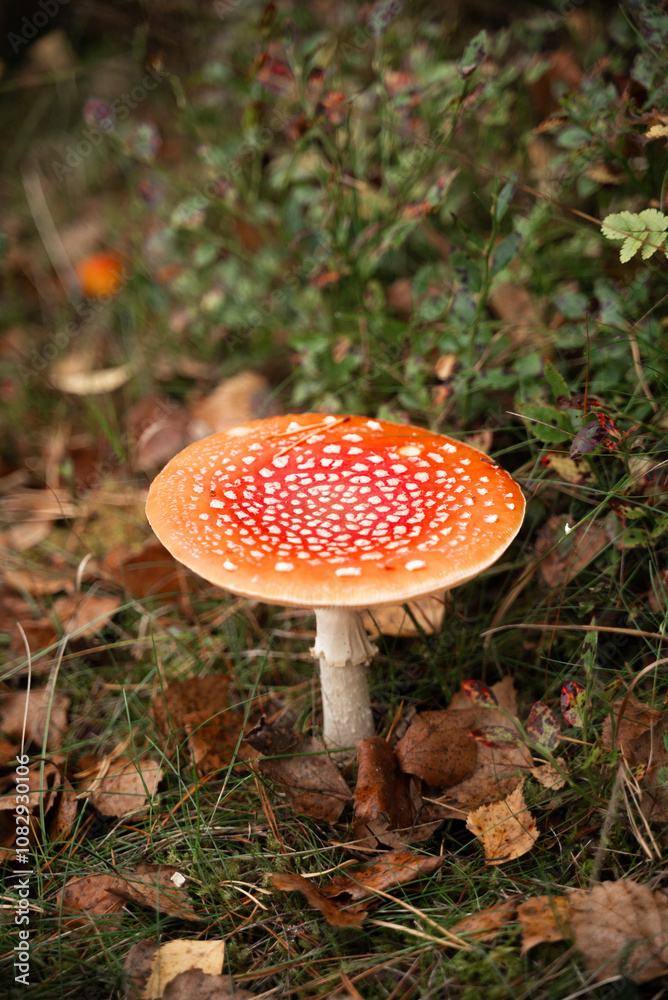 A red fly agaric mushroom with white spots stands on the forest floor among fallen leaves. This vibrant image highlights the mysterious beauty of wild mushrooms in autumn. A red fly agaric mushroom with white spots stands on the forest floor among fallen leaves. This vibrant image highlights the mysterious beauty of wild mushrooms in autumn.