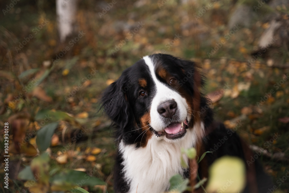 A Bernese Mountain Dog sitting amidst fall leaves in a forest. The serene setting emphasizes companionship and the calm of nature, ideal for themes of pets and outdoor life. A Bernese Mountain Dog sitting amidst fall leaves in a forest. The serene setting emphasizes companionship and the calm of nature, ideal for themes of pets and outdoor life.