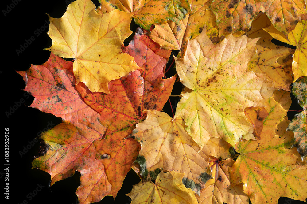 Close-up and texture of autumn leaves lying close together on dark water. The colors glow. Close-up and texture of autumn leaves lying close together on dark water. The colors glow.