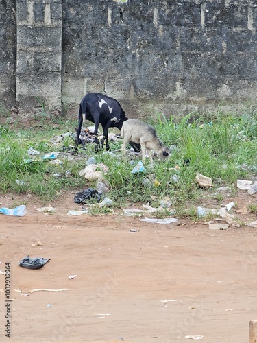 capre che mangiano nella spazzatura
